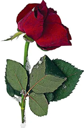 ��ɫõ�廨����ҶPNG���ͼ