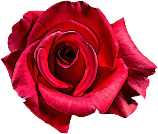 ����ʢ����ɫõ�廨��Ҷ��PNG���ͼ