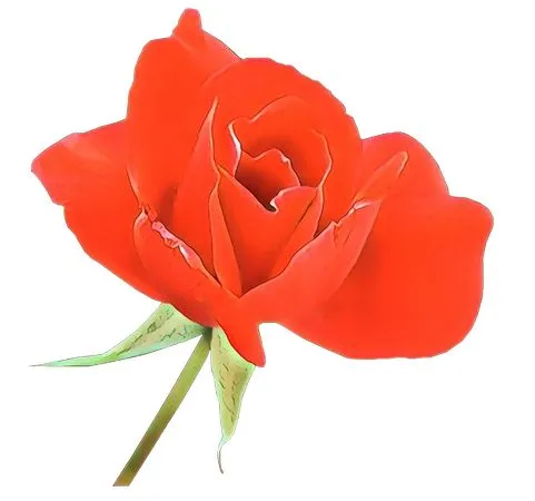 �������ƺ�ɫõ�廨�廭PNG���ͼ