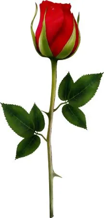 ������ɫõ�廨ʢ��PNG���ͼ