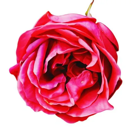 ������ɫõ�廨�廭PNG���ͼ