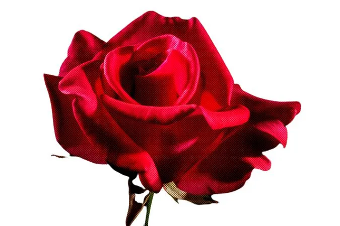 ���޺�ɫõ�廨�廭PNG���ͼ