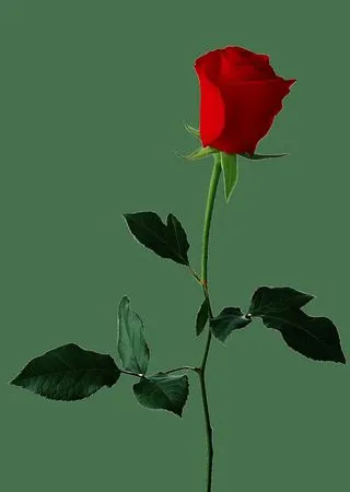 ������ɫõ�廨����ҶPNG���ͼ