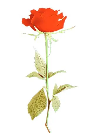 ���޺�ɫõ�廨�ͻ����廭PNG���ͼ