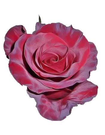 ���޺�ɫõ�廨�廭PNG���ͼ