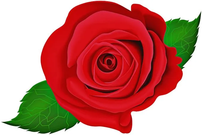 ������ɫõ�廨��ȫʢ��PNG���ͼ