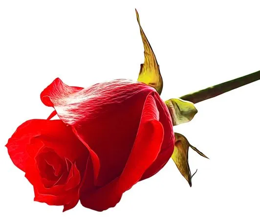 ������ɫõ�廨PNG���ͼ