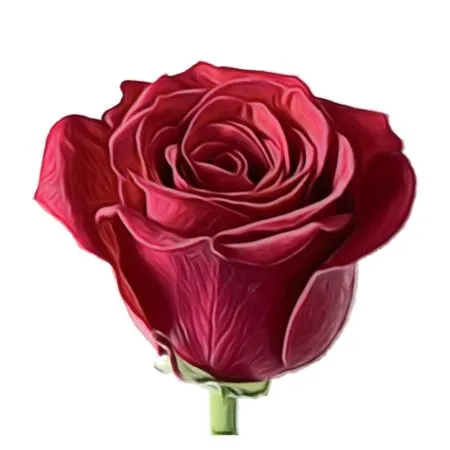 ������ɫõ�廨PNG���ͼ