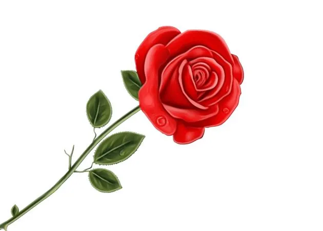 ��ɫõ�廨�廭PNG���ͼ