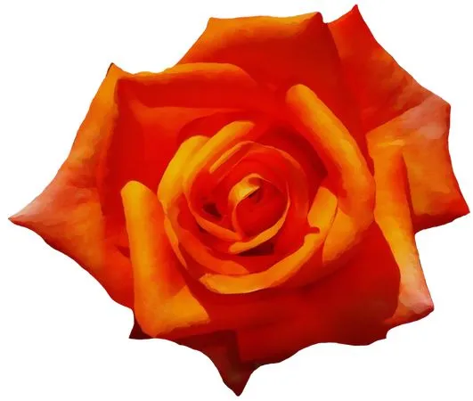 ������ɫõ�廨�廭PNG���ͼ