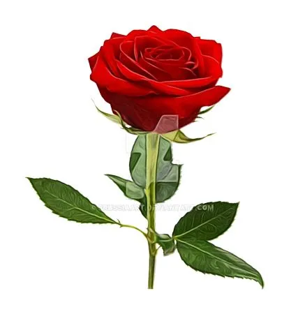 ������ɫõ�廨�廭PNG���ͼ