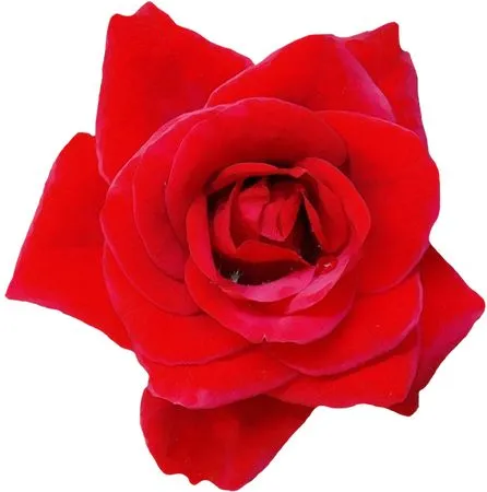 �����������޺�ɫõ�廨PNG���ͼ