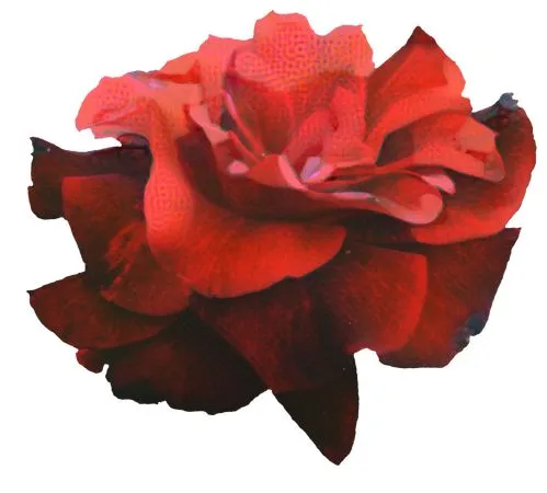 ���˽ں�ɫõ�廨��PNG���ͼ