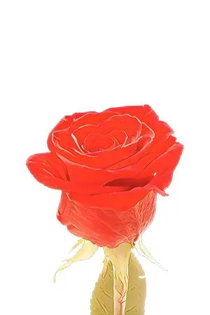 ��ɫõ�廨���̾��廭PNG���ͼ