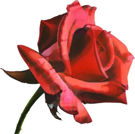 ���޺�ɫõ�廨�廭PNG���ͼ