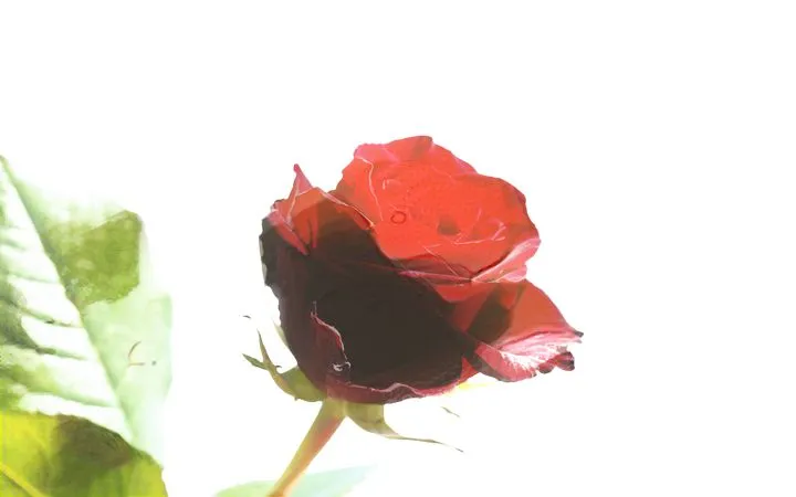 ϸ�ں�ɫõ�廨��廭PNG���ͼ