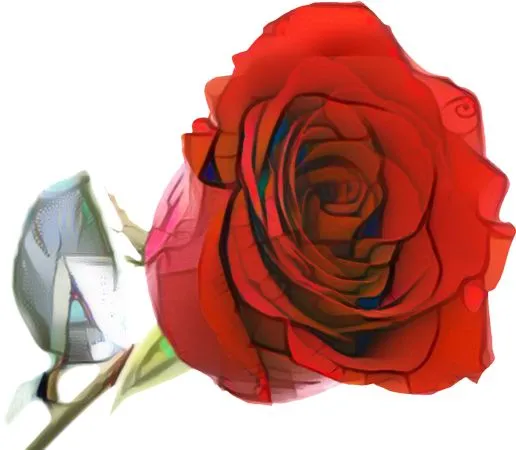 ��ȫʢ����ɫõ�廨��дPNG���ͼ