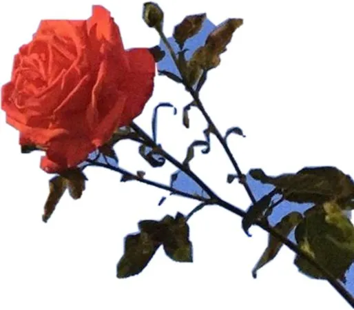 ��������������ɫõ�廨PNG���ͼ