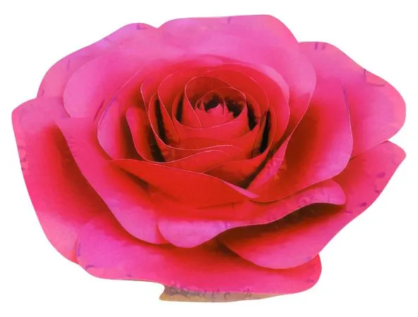 ���޺�ɫõ�廨����дPNG���ͼ