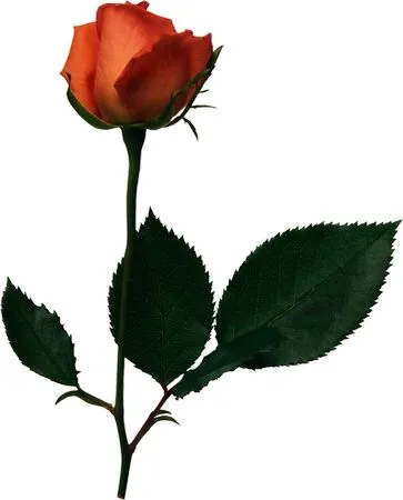 ������ɫõ�廨�廭PNG���ͼ