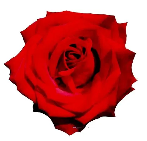 ʢ����ɫõ�廨PNG���ͼ