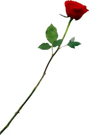 ���޺�ɫõ�廨�廭PNG���ͼ