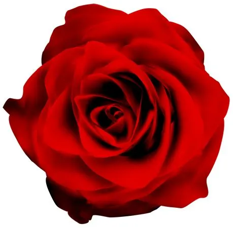 ���ź�ɫõ�廨�ʹ��̻���PNG���ͼ