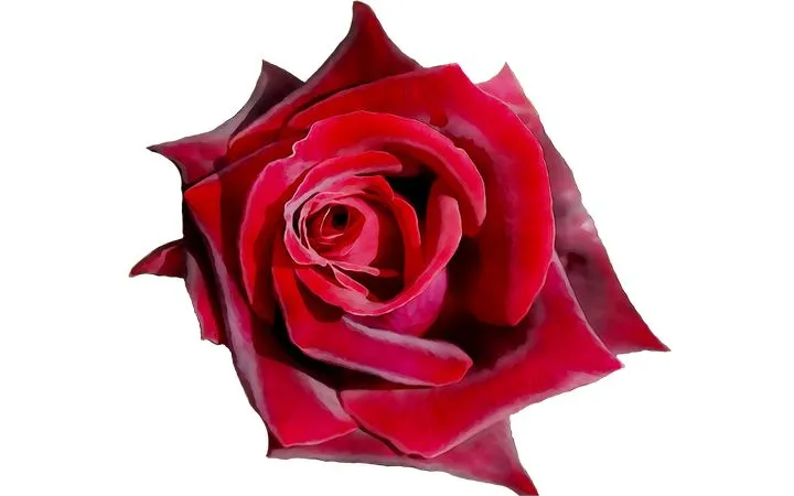 ������ɫõ�廨��ï�ܻ���PNG���ͼ