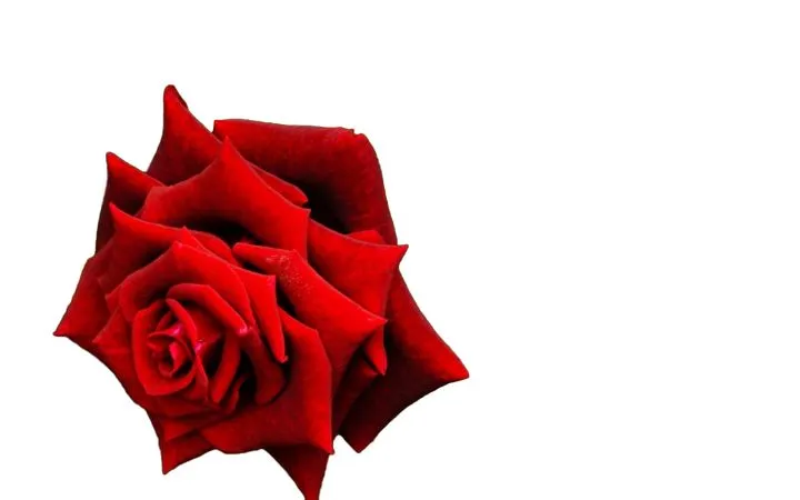 ������ɫõ�廨����ҶPNG���ͼ