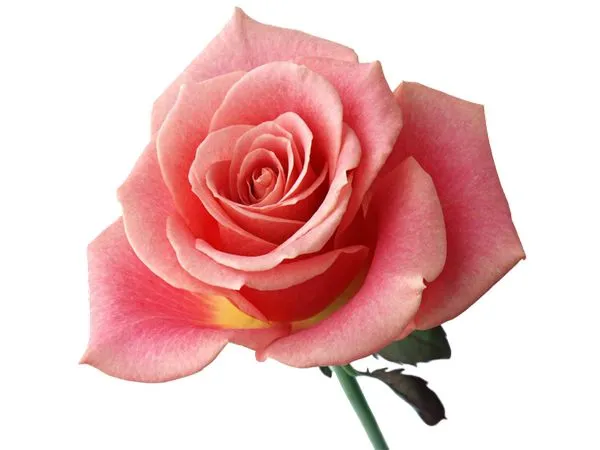 ��ɫõ�廨��廭PNG���ͼ