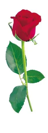 ���˽�������ɫõ�廨��PNG���ͼ