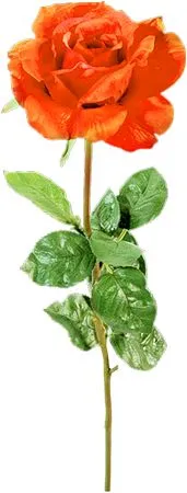 ���ҡ�������ɫõ�廨PNG���ͼ