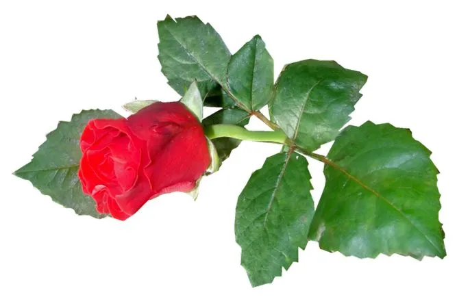 ��ɫõ�廨����дPNG���ͼ