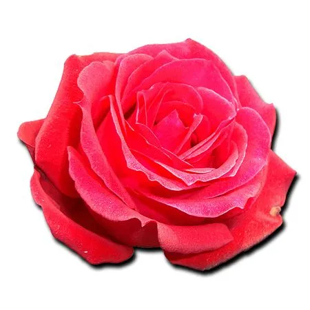 ʢ����ɫõ�廨����ҶPNG���ͼ