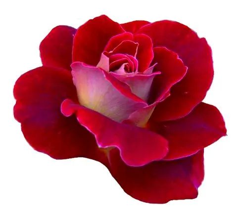 ��ɫõ�廨�廭PNG���ͼ