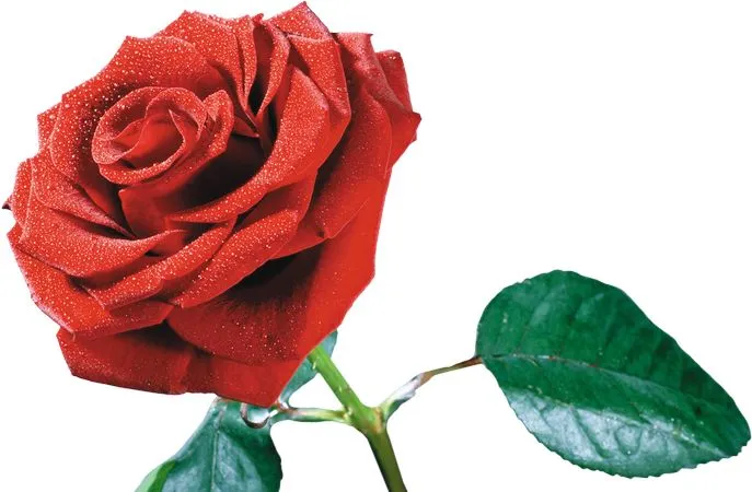 ��ɫõ�廨����ҶPNG���ͼ