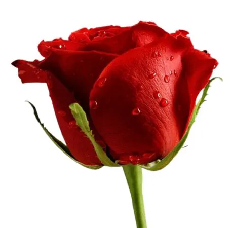 ���ź�ɫõ�廨����ҶPNG���ͼ