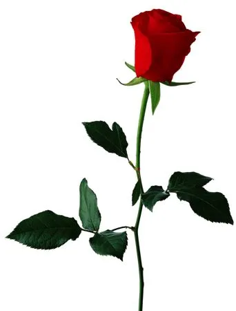 ������ɫõ�廨��PNG���ͼ