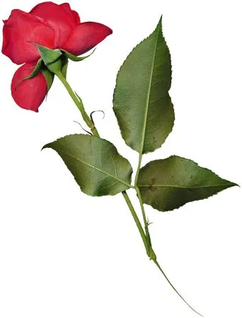 ʢ����ɫõ�廨����ҶPNG���ͼ