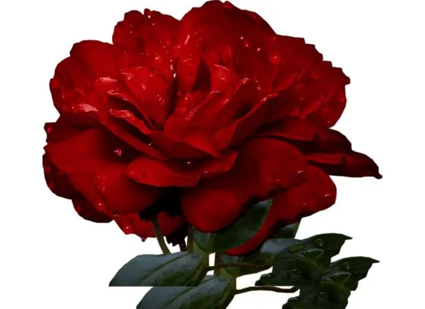 ��ɫõ�廨����ҶPNG���ͼ