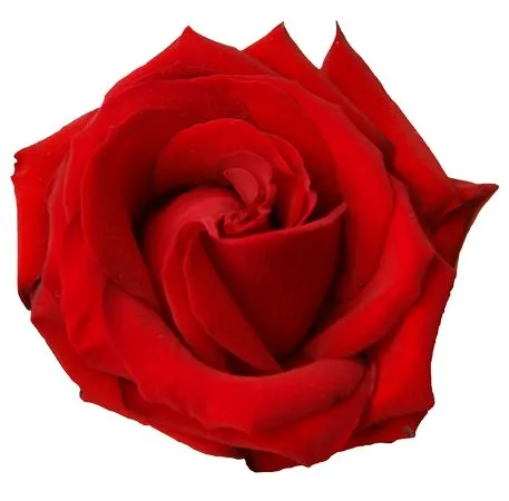 ������ɫõ�廨��ȫʢ��PNG���ͼ