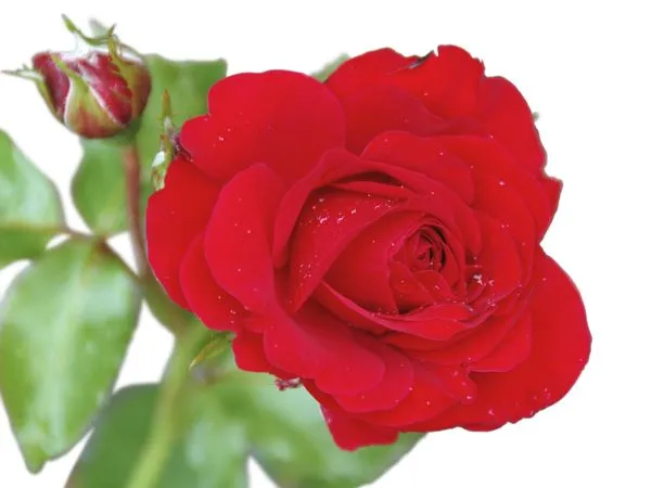 ������ɫõ�廨�廭PNG���ͼ