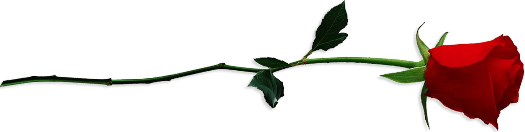 ��ɫõ�廨������PNG���ͼ