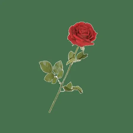 ��ɫõ�廨�ʹ��̻���PNG���ͼ