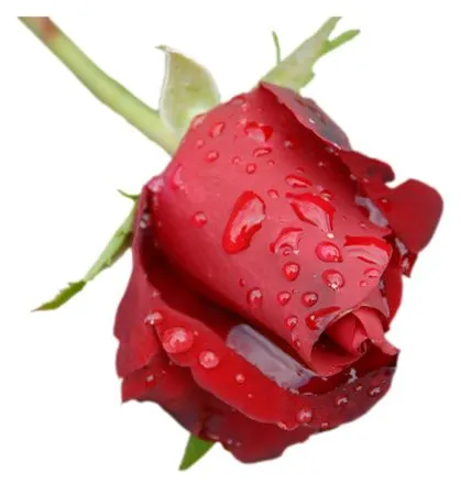 ��ɫõ�廨���������껨��PNG���ͼ