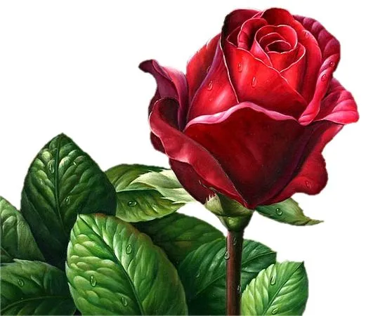 ��ɫõ�廨����ҶPNG���ͼ