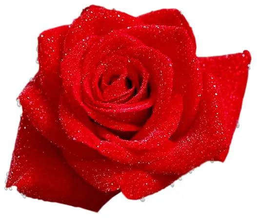 �󵨺�ɫõ�廨��PNG���ͼ