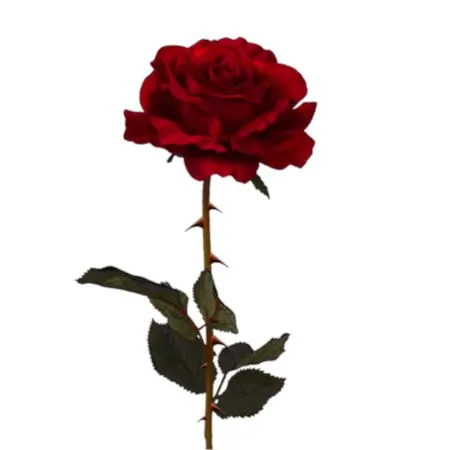 ���ź�ɫõ�廨����ĸI�Ϻ�ҶPNG���ͼ