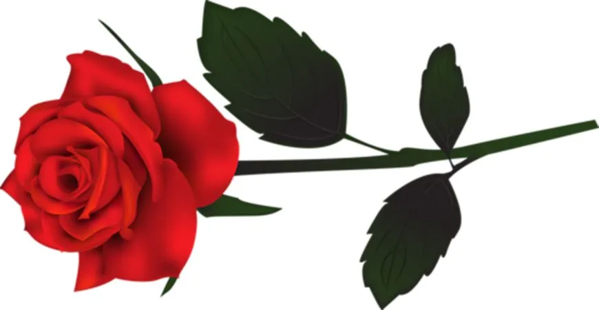 ���޺�ɫõ�廨��дPNG���ͼ