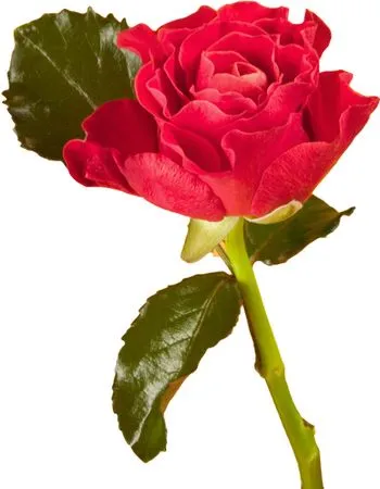 ���޺�ɫõ�廨����ҶPNG���ͼ